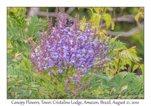 Canopy Flowers