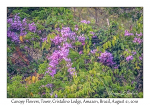 Canopy Flowers