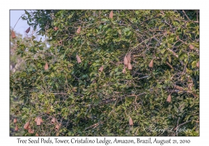 Tree Seed Pods