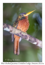 Blue-cheeked Jacamar