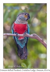 Crimson-bellied Parakeet