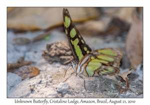 Unknown Butterfly