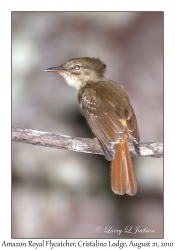 Amazon Royal Flycatcher