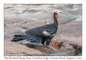 Red-throated Piping-Guan