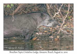 Brazilian Tapir