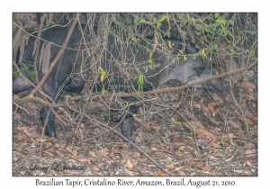 Brazilian Tapir