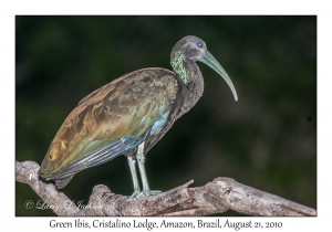 Green Ibis