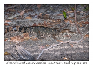 Schneider's Dwarf Caiman