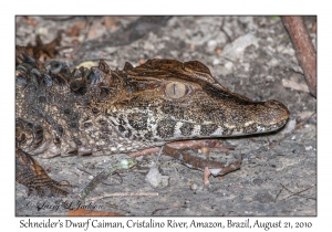 Schneider's Dwarf Caiman