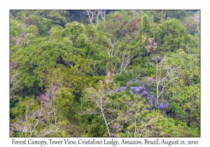 Forest Canopy