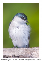 White-winged Swallow