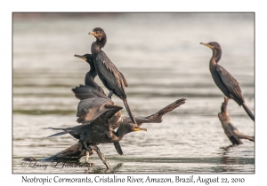 Neotropic Cormorants