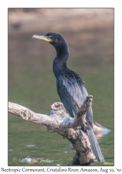 Neotropic Cormorant