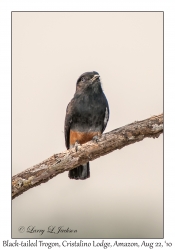 Black-tailed Trogon