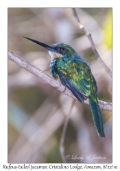 Rufous-tailed Jacamar