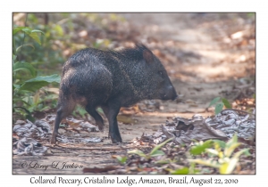 Collared Peccary