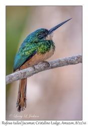 Rufous-tailed Jacamar