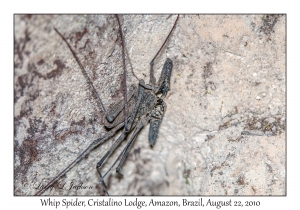 Whip Spider