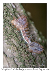 Caterpillar