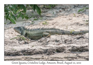 Green Iguana