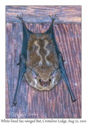 White-lined Sac-winged Bat