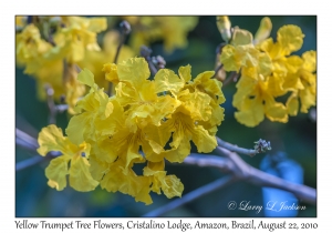 Yellow Trumpet Tree