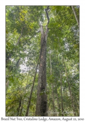 Brazil Nut Tree