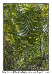 Palm Frond