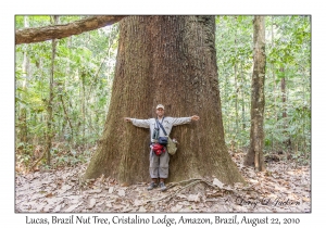 Lucas & Brazil Nut Tree