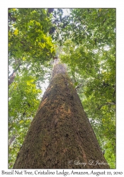 Brazil Nut Tree