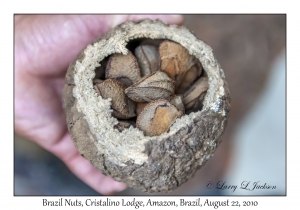 Brazil Nuts