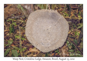 Wasp Nest