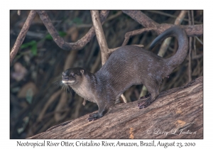 Neotropical River Otter