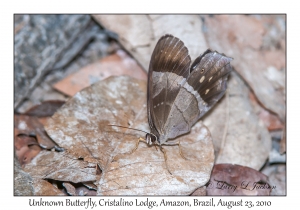 Unknown Butterfly