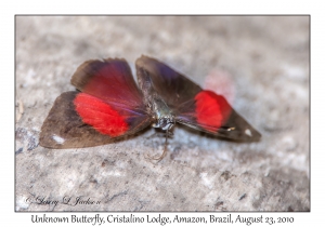 Unknown Butterfly