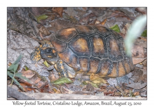 Yellow-footed Tortoise