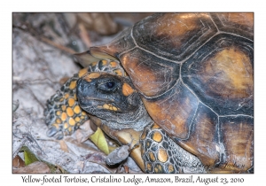 Yellow-footed Tortoise