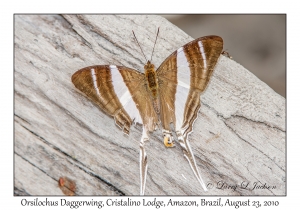 Orsilochus Daggerwing