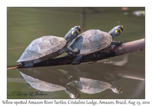 Yellow-spotted Amazon River Turtle