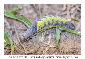 Unknown Caterpillar