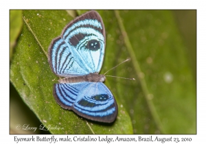 Eyemark Butterfly