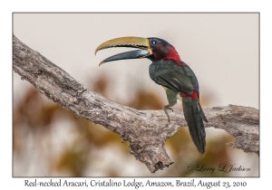 Red-necked Aracari