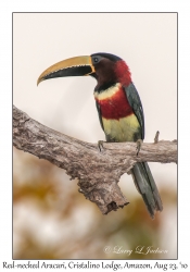 Red-necked Aracari