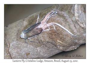 Lantern Fly