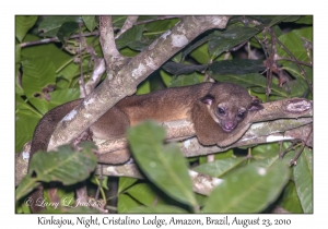 Kinkajou