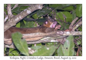 Kinkajou