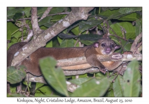 Kinkajou