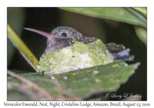 Versicolor Emerald on Nest