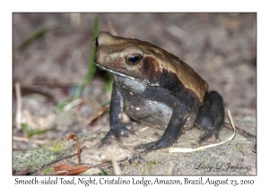 Smooth-sided Toad