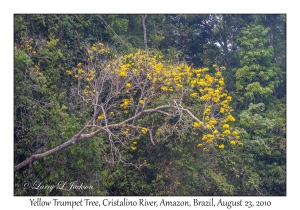 Yellow Trumpet Tree